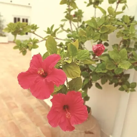 Villa Casa Papoula Sao Bras de Alportel